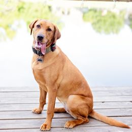 Double Doodle and Labrador Retriever All Grown Up from McCreary Highlander Labradors