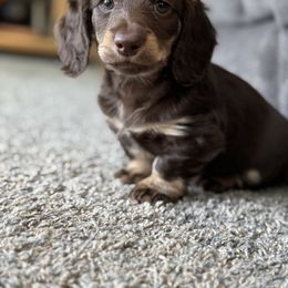 Chip - Chocolate and cream male Dachshund puppy in Michigan from M.H.P Dachshunds