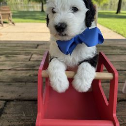 Blue collar - Black and white male Sheepadoodle puppy in Camden, North Carolina from Luv My Doodle