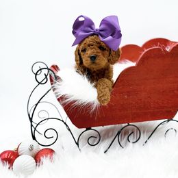 Faith - Red  female Goldendoodle puppy in North Carolina from NC Doodle Puppies