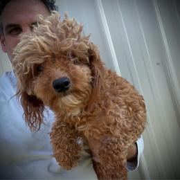 Lulu - Poodle