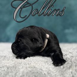 Labrador Retriever Puppies from Ruby Mountain Labradors