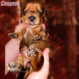 Dachshund Puppies from Buck Run Creek Dachshunds