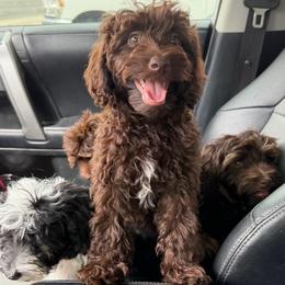 Espresso - male Bernedoodle puppy in Horseshoe Bend, Idaho from Over the Moon Poodles and Doodles