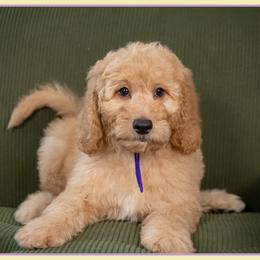 Stacy - Red  female Goldendoodle puppy in Connersville, Indiana from Deaz Doodle Ranch