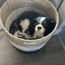 Cavalier King Charles Spaniel Puppies from SoCalCavaliers