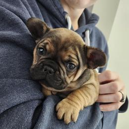 Riot - Fawn male French Bulldog puppy in Hemlock, Michigan from A&D Frenchies