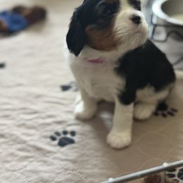 Cavalier King Charles Spaniel Puppies from Angels and Nobility Cavaliers