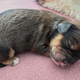 Girl 1 - Chocolate female Cavapoo puppy in Medina, Ohio from Momma's Mastiffs