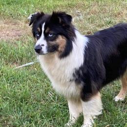 Rae - Australian Shepherd