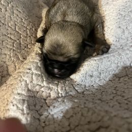 Boy 3 - Pug puppy in South Carolina from Pugs From the Corner