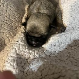 Boy 3 - Pug puppy in South Carolina from Pugs From the Corner