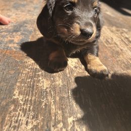 Dachshund Puppies from Blue Star Dachshunds