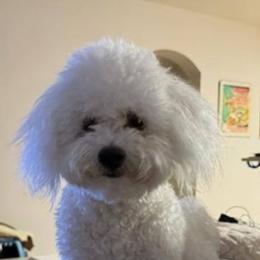 Jacques - White male Bichon Frise puppy in Four Oaks, North Carolina from .Havenkennels.Net
