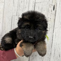 Trixie lime - Black and red female German Shepherd puppy in Herrick, South Dakota from Dakota Shepherds Kennels