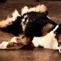 Bernese Mountain Dogs from Dreamland Bernese