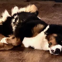 Bernese Mountain Dogs from Dreamland Bernese