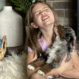 Aussiedoodle Puppies from Crystal Ridge Doodles