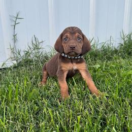 Boy 6. Small white spot - Liver and tan male Bloodhound puppy in Tahlequah, Oklahoma from HNH Hounds