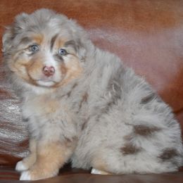 Australian Shepherd and Miniature Australian Shepherd Puppies from CY Ranch Aussies