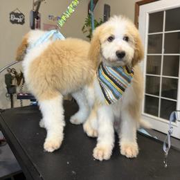 Jingle Kringle RED ABSTRACT (was Jack Skellington) - Red male Bernedoodle puppy in Lookout, California from Remington Kennels, LLC