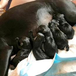 Labrador Retriever puppies from Harvest Moon Farms - Indiana English Cream Golden Retreivers