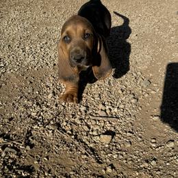 Basset Hound Puppies from Boulder Oak Bassets