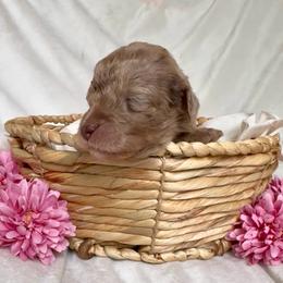 Ralee - Red merle female Aussiedoodle puppy in Denton, Maryland from Royal Conron Doodles