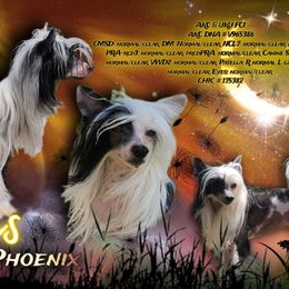 Tyberious - Chinese Crested