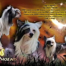Tyberious - Chinese Crested