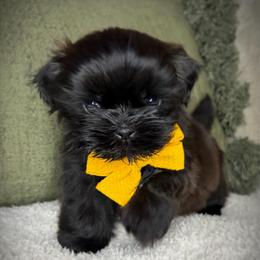 Jett - Black male Shih Tzu puppy in Lake City, Florida from Tiger Valley Shih Tzus