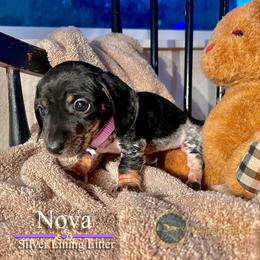 Nova - Piebald female Dachshund puppy in Cave Junction, Oregon from Rockindachs