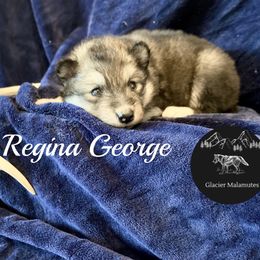 Girl 5 - Agouti and white female Alaskan Malamute puppy in Kalispell, Montana from Glacier Malamutes