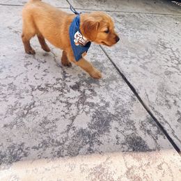 Golden Retriever Puppies from Golden Wiggle Retrievers