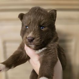 Red girl 2 - Red and white female Siberian Husky puppy in East Otto, New York from Howling Huskies