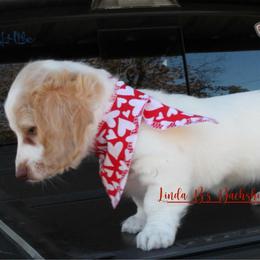 Luna-CKC - Piebald female Dachshund puppy in Big Sandy, Texas from Linda B’s Dachshunds
