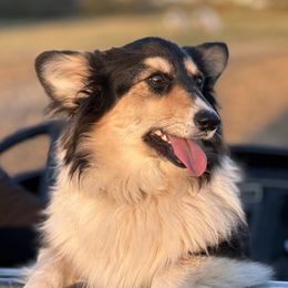 Penny - Pembroke Welsh Corgi