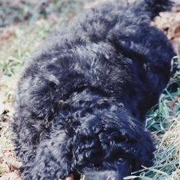 Australian Labradoodle and Poodle Puppies from Hunter Farm