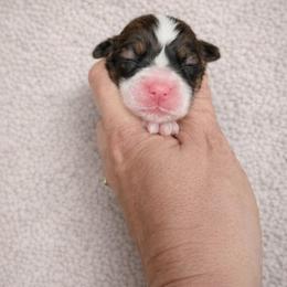 Red-Sable female - Red female Pembroke Welsh Corgi puppy in Tenino, Washington from LoneStar Corgis NW