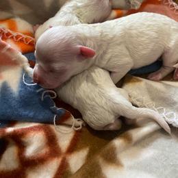 Female 1 - White female Bichon Frise puppy in Pocatello, Idaho from Sarah's Cavachons, Bichons & King Charles Cavalier Spaniels