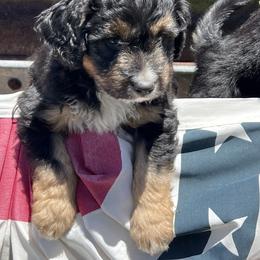 Golden Aussiedoodle and Goldendoodle Puppies from Wild Rose Tiny Poodles & Doodles