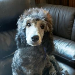 CLAIR - Silver female Poodle puppy in Lexington, Kentucky from Callaway's Cavaliers