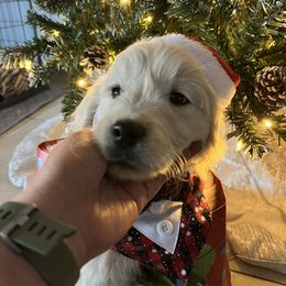 Butters - Light golden male Golden Retriever puppy in Pace, Florida from Panhandle PawsNClaws