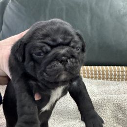 Black Boy - Black male Pug puppy in Troutman, North Carolina from Ohana Pugs