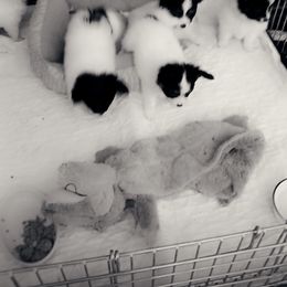 Papillon Puppies from Koh Tang Kennels