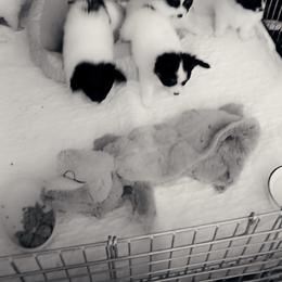 Papillon Puppies from Koh Tang Kennels