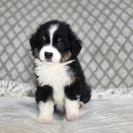Pecan - Black tri female Miniature Australian Shepherd puppy in Killen, Alabama from Wilkers Wholehearted Mini Aussies