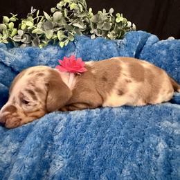 Marshmallow (Marsha) - Dapple female Dachshund puppy in Indian Trail, North Carolina from Hilda’s Teenie Weenies