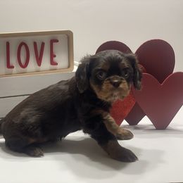 Paige - Chocolate Cavalier King Charles Spaniel puppy in Texarkana, Arkansas from Miller's Cavaliers
