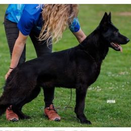 Abi - German Shepherd